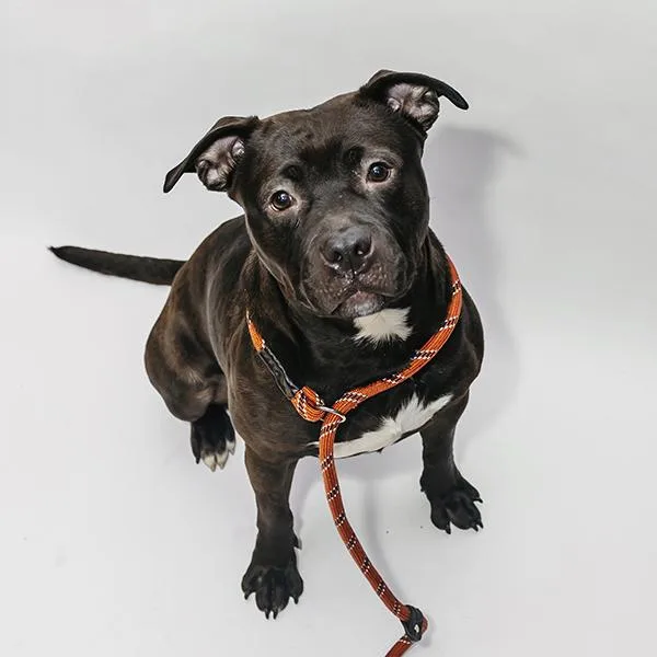 Rigatoni thumbnail 3