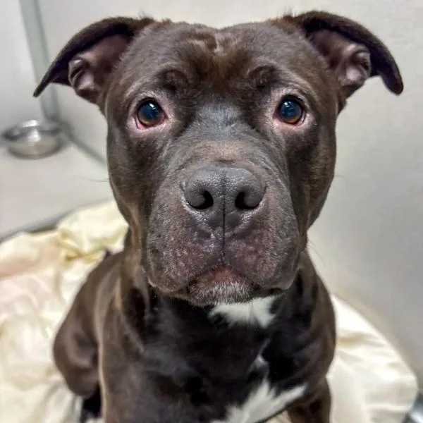 Rigatoni thumbnail 5