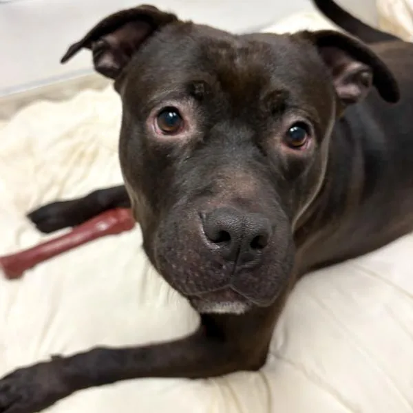 Rigatoni thumbnail 6