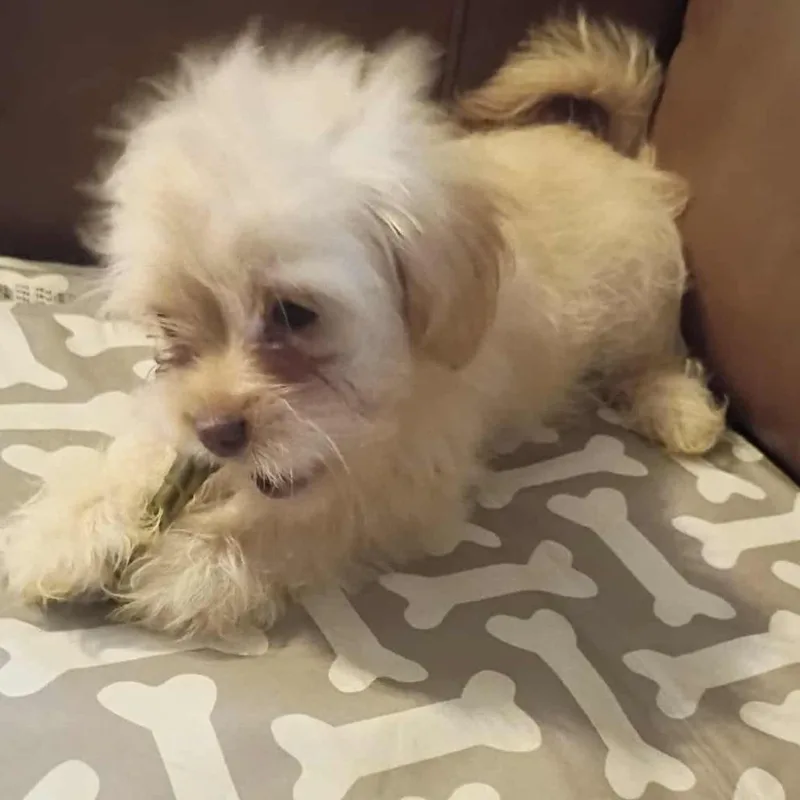 A baby small-sized female Yellow / Tan / Blond / Fawn Terrier dog named Daphne for adoption in Houston, TX