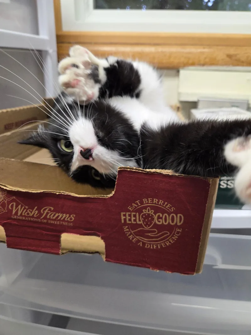 Rosalina thumbnail 3