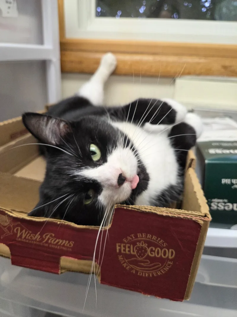 Rosalina thumbnail 4