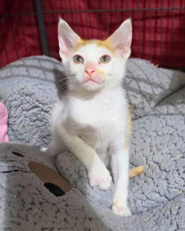 A baby small-sized male Domestic Short Hair cat named Breyer for adoption in Novato, CA