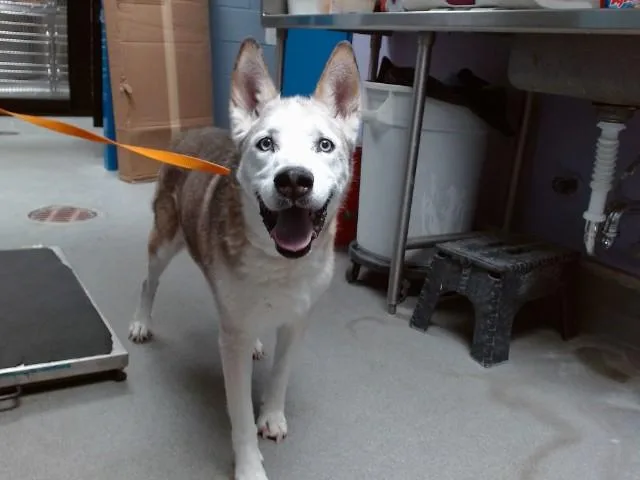 A senior medium-sized female Siberian Husky dog named Sasha for adoption in Albuquerque, NM