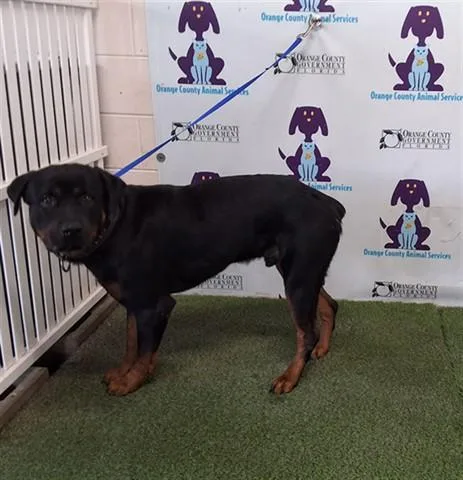An adult large-sized male Rottweiler dog named Beefy for adoption in Orlando, FL