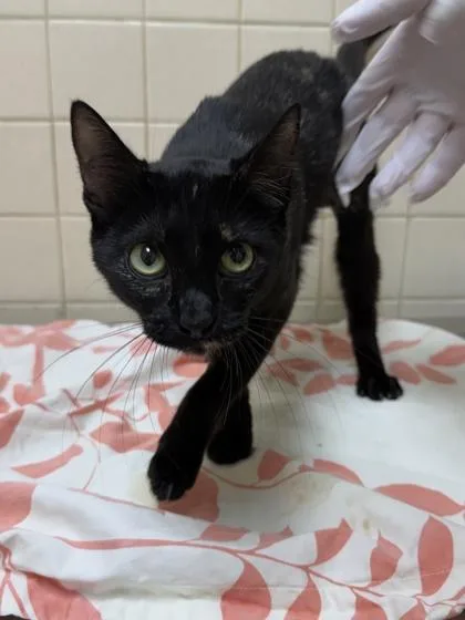 An adult medium-sized female Domestic Short Hair cat named Elsie for adoption in San Antonio, TX