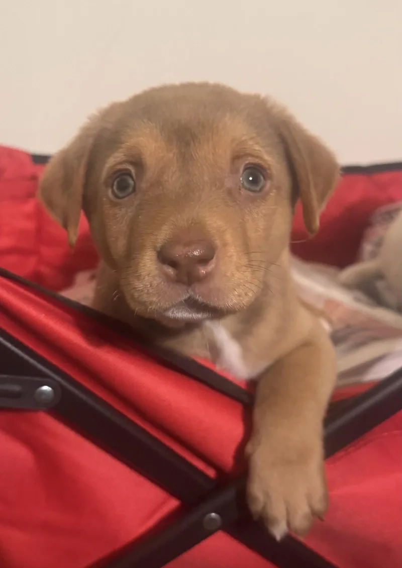 A baby large-sized male Golden Labrador Retriever dog named Charlie Brown for adoption in Pottstown, PA