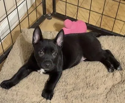 A baby small-sized female German Shepherd Dog dog named Athena for adoption in Wilkesboro, NC