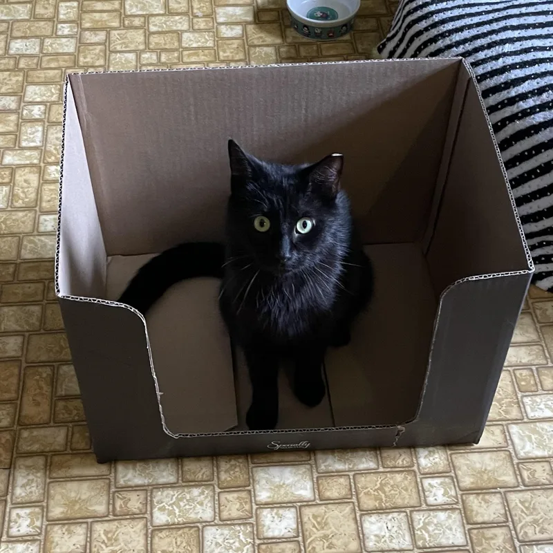 A baby medium-sized female Black Domestic Short Hair cat named Catalina Wine Mixer for adoption in Lemoyne, PA