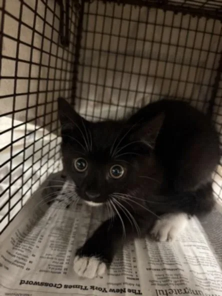 A baby small-sized male Domestic Short Hair cat named Daz for adoption in Van Nuys, CA