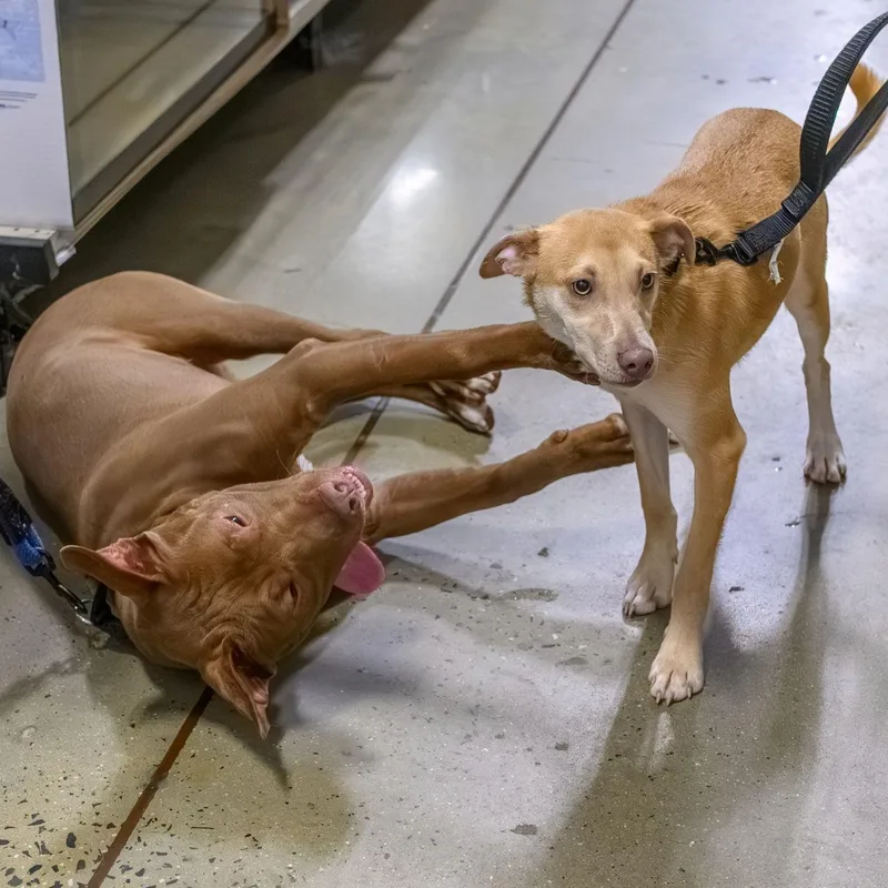 A young medium-sized male Pit Bull Terrier dog named Rey for adoption in Hamilton, NJ