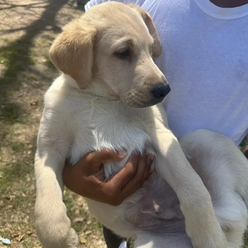 A young small-sized male Golden Golden Retriever dog named Theo Fka Little Ellie for adoption in Waldorf, MD