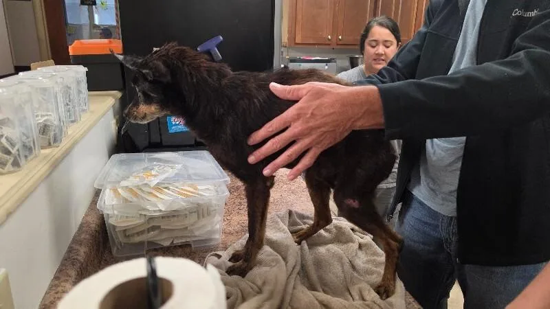 A senior small-sized male Brown / Chocolate Mixed Breed dog named Pierre for adoption in Cincinnati, OH