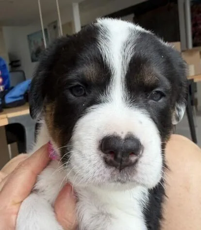 A baby medium-sized female Tricolor (Brown, Black, & White) Australian Shepherd dog named Babe Stormy for adoption in Washington, DC