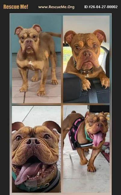 An adult medium-sized male Apricot / Beige English Bulldog dog named Otis for adoption in Boca Raton, FL