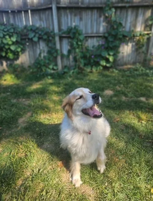 A senior large-sized female Great Pyrenees dog named Beryl for adoption in Nashville, TN