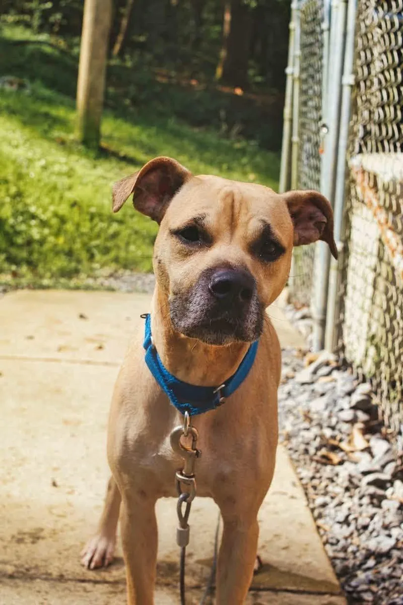 An adult medium-sized female Golden Black Mouth Cur dog named Nyla for adoption in Grafton, WV