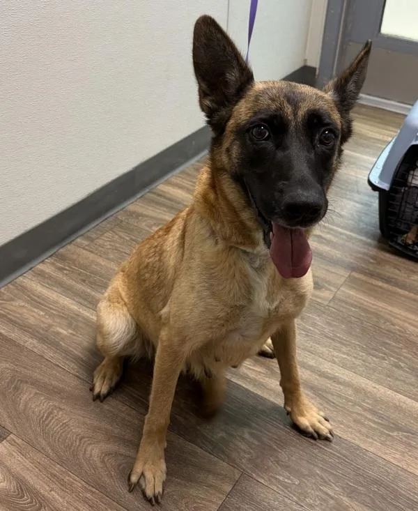 An adult large-sized female Shepherd dog named Maevis for adoption in San Diego, CA