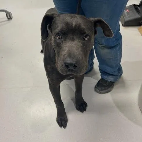 An adult medium-sized male Gray / Blue / Silver Mixed Breed dog named Chauncey for adoption in Jeffersonville, IN