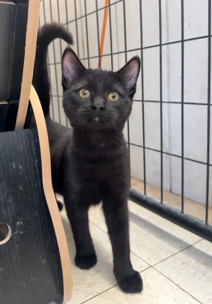 A baby small-sized male Domestic Short Hair cat named Onyx for adoption in Lemoore, CA