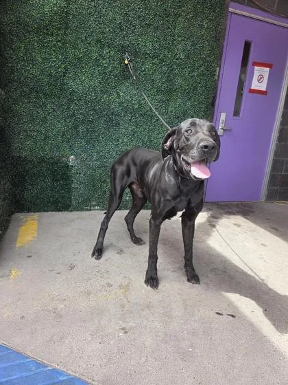 An adult extra large-sized male Black Great Dane dog named Ron for adoption in El Paso, TX