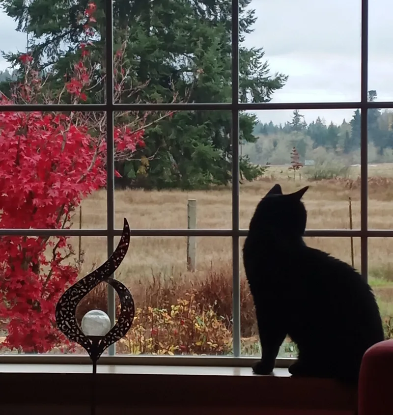 An adult large-sized male Domestic Short Hair cat named Binx for adoption in Rochester, WA