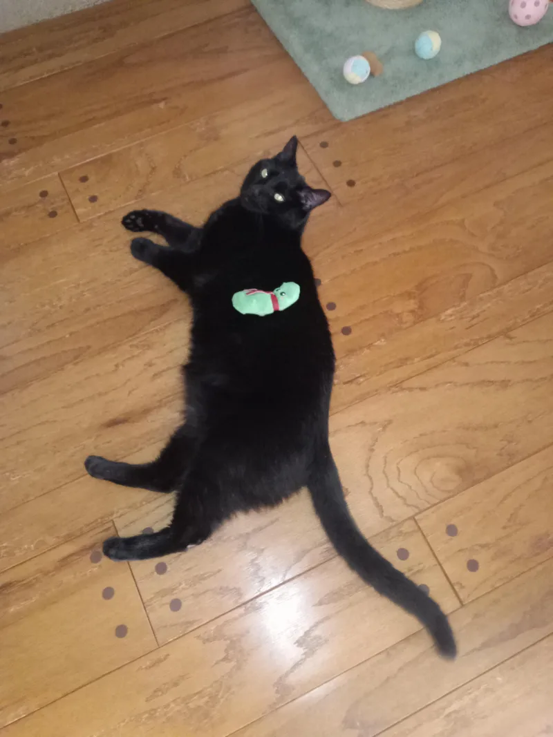Binx thumbnail 3