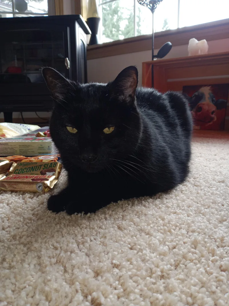 Binx thumbnail 4