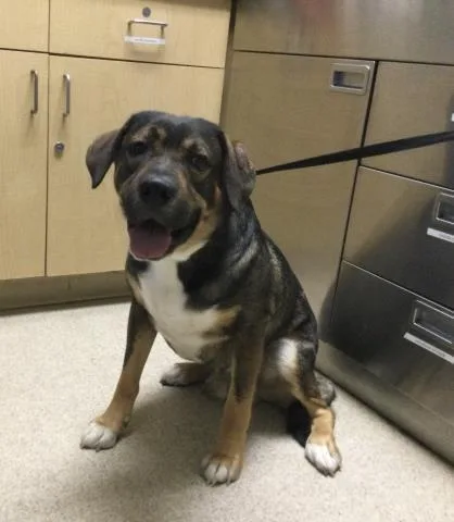 An adult medium-sized male German Shepherd Dog dog named Ace for adoption in Riverside, CA