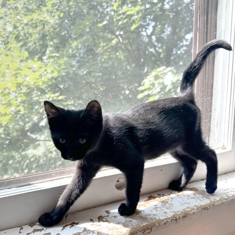 A baby small-sized female Smoke Domestic Short Hair cat named Cloak for adoption in Milwaukee, WI