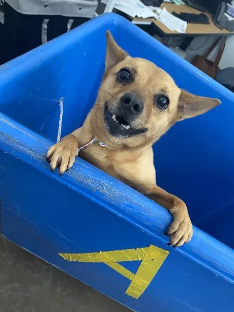 A young medium-sized female Mixed Breed dog named Nini for adoption in Dallas, TX