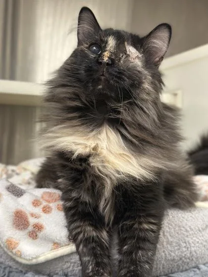 Guinevere thumbnail 3