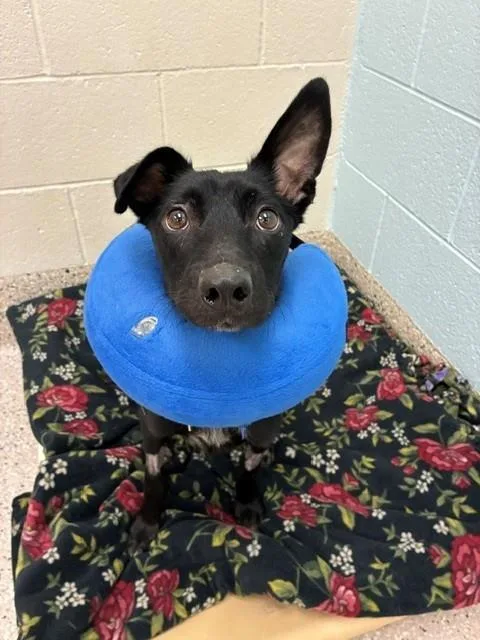 A young medium-sized female Australian Kelpie dog named Karma for adoption in Brighton, CO