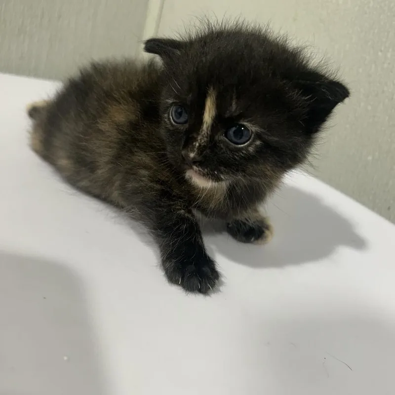 A baby small-sized female Black Domestic Short Hair cat named Sable for adoption in Clearwater, FL