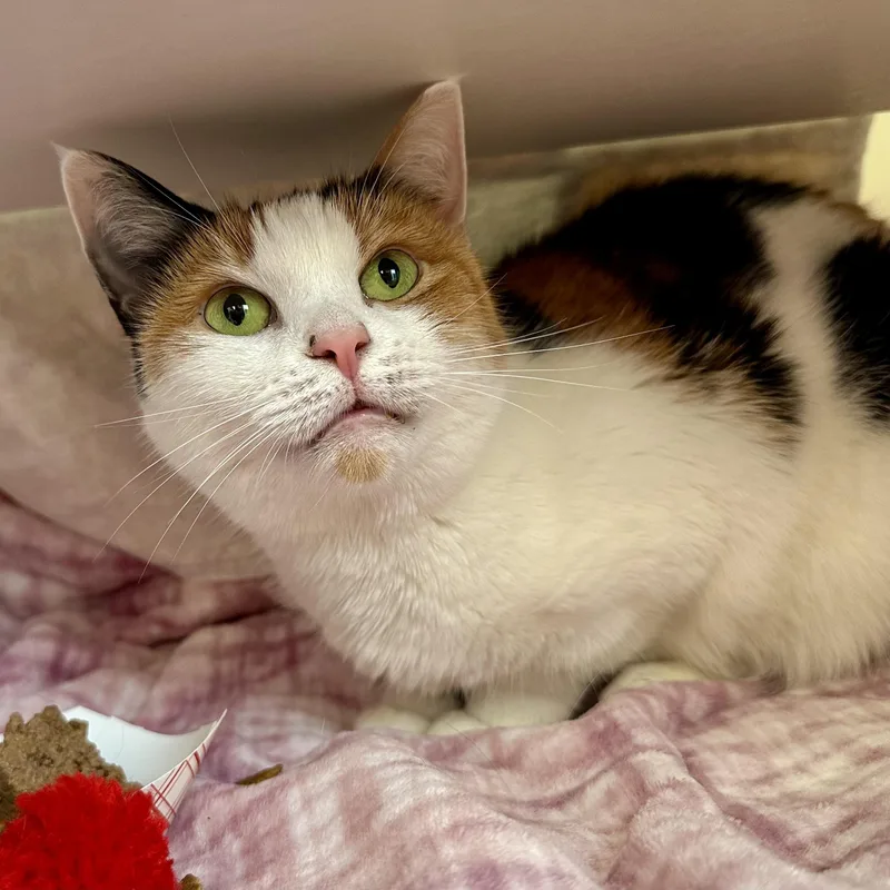 An adult medium-sized female Domestic Short Hair cat named Reese for adoption in Reisterstown, MD
