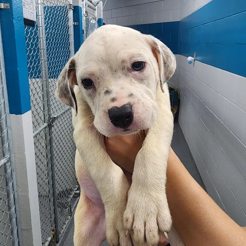 A baby small-sized male White / Cream Boxer dog named Zach for adoption in Evansville, IN