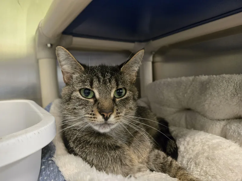 An adult small-sized female Tabby (Brown / Chocolate) Domestic Short Hair cat named Wilma for adoption in Paris, ME