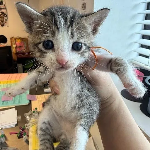 A baby small-sized male Brown / Chocolate Domestic Short Hair cat named Rover for adoption in Austin, TX
