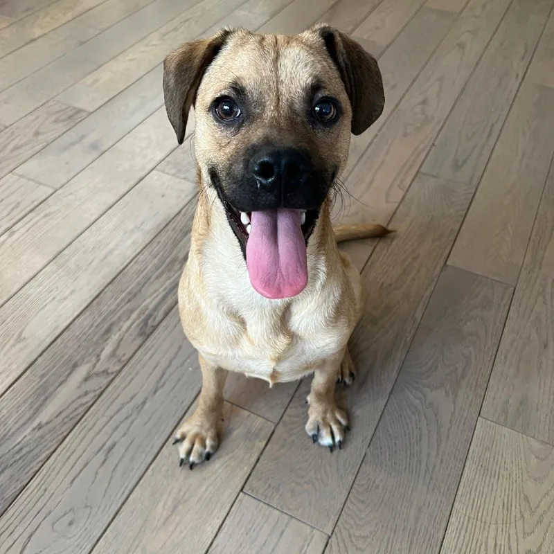 A young medium-sized male Yellow / Tan / Blond / Fawn Pug dog named Pugsley for adoption in Staten Island, NY