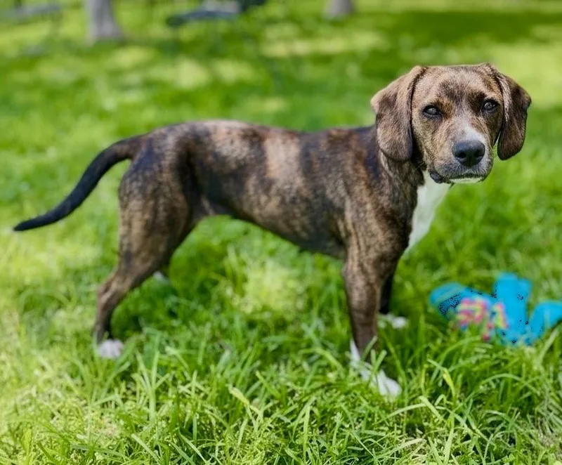 A young medium-sized female Brindle Beagle dog named Delta Dawn for adoption in Lisbon, IA