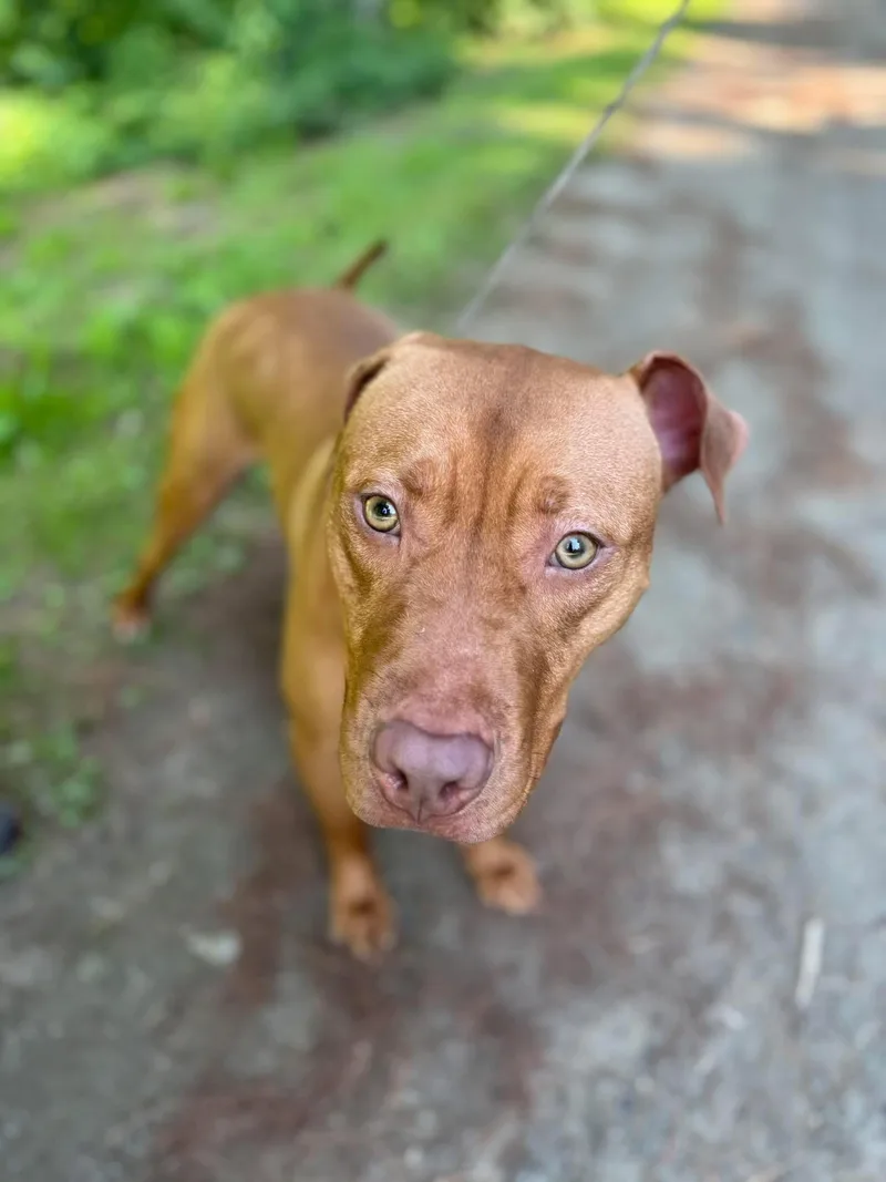 An adult medium-sized male Red / Chestnut / Orange Mixed Breed dog named Pumpkin for adoption in Vassalboro, ME