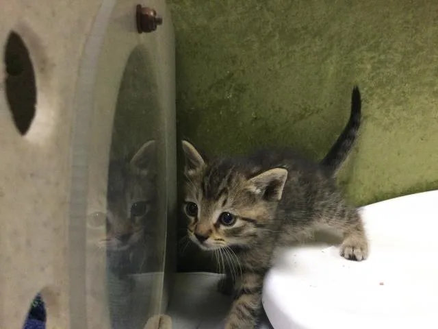 A baby small-sized male Domestic Short Hair cat named Sun for adoption in Riverside, CA