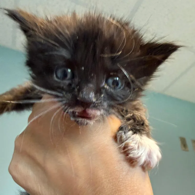 A baby small-sized female Domestic Medium Hair cat named Chupacabra for adoption in Morrisville, VT