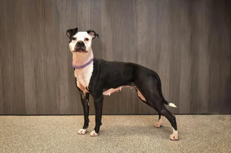 Piégé thumbnail 2