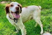 An adult medium-sized male Red / Chestnut / Orange Brittany Spaniel dog named Newt for adoption in Marion, MA