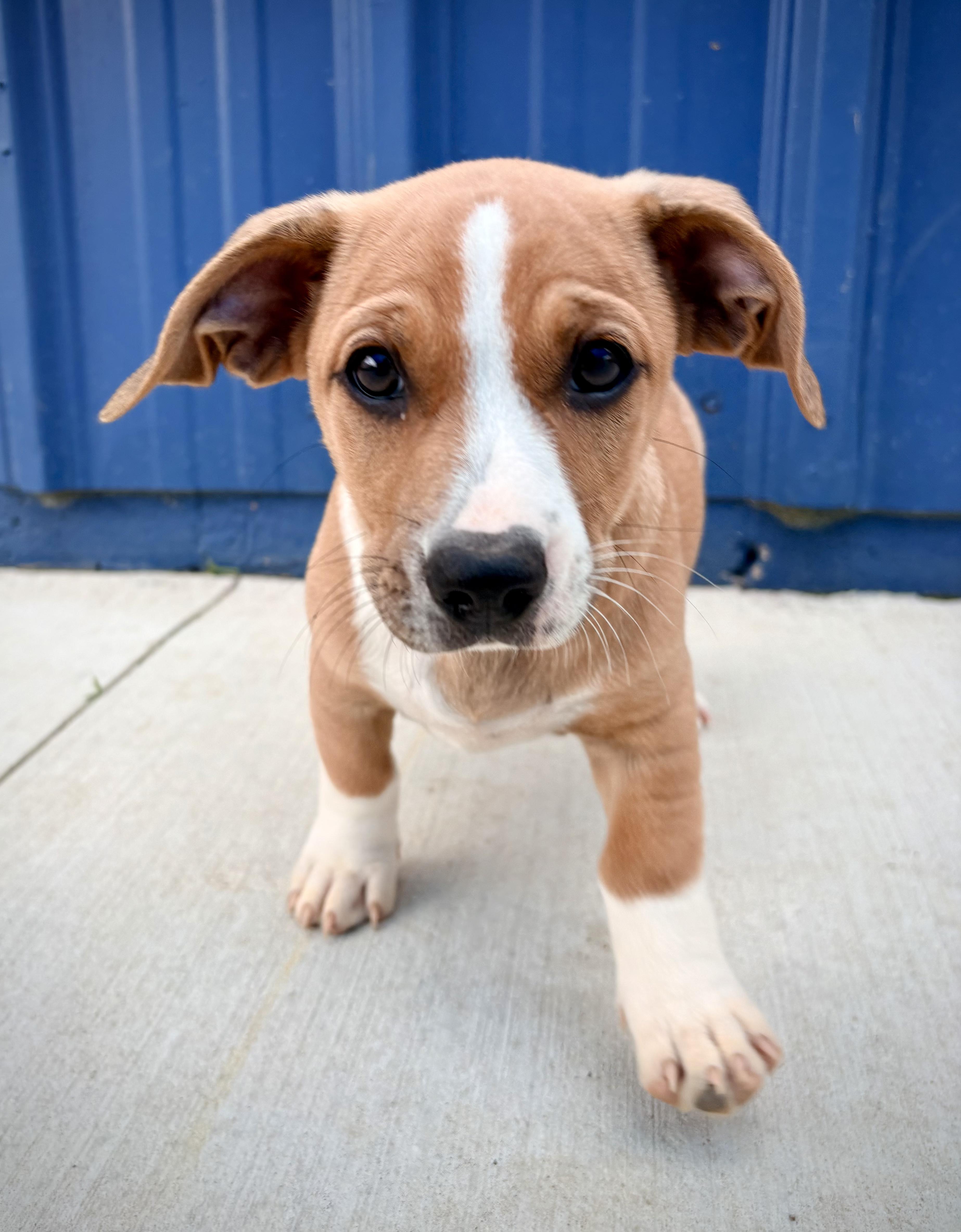 A baby medium-sized female Yellow / Tan / Blond / Fawn Corgi dog named Roxi for adoption in Kalamazoo, MI