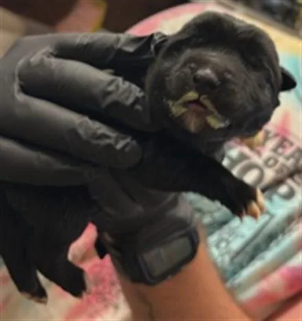 A baby small-sized male German Shepherd Dog dog named Picasso for adoption in Sacramento, CA