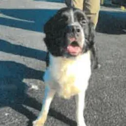An adult large-sized male Cattle Dog dog named Auggie A for adoption in Mission Hills, CA