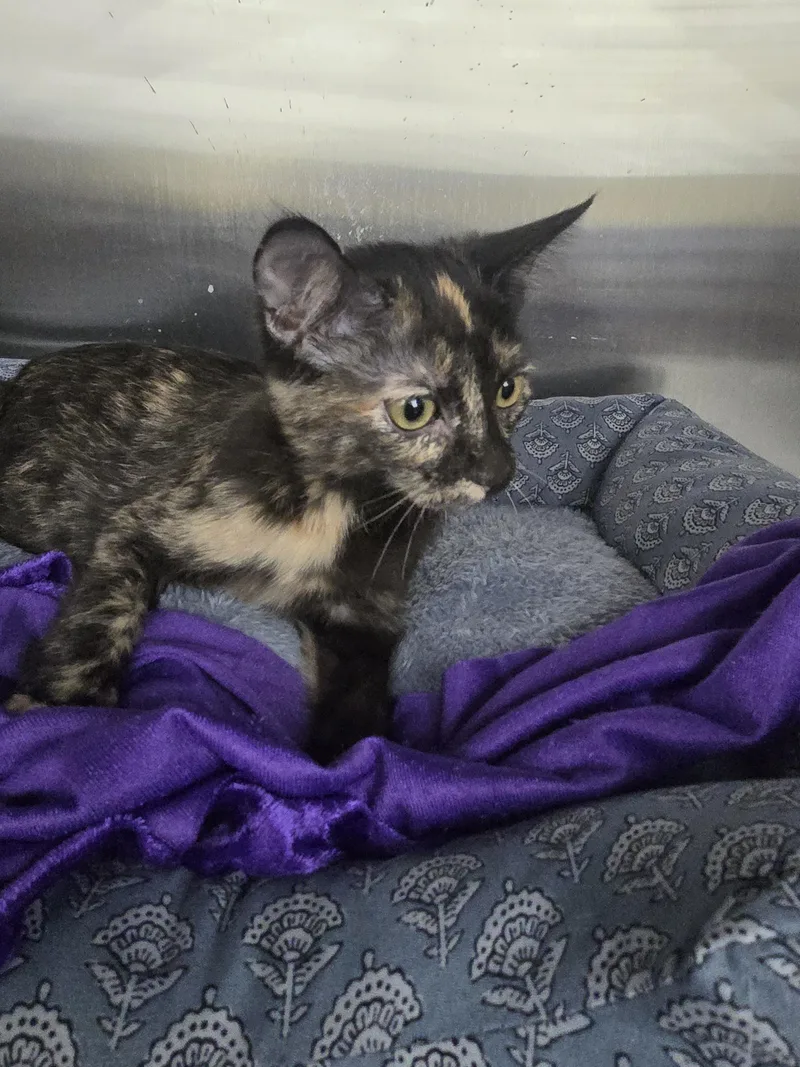 A baby small-sized female Domestic Short Hair cat named Ostara for adoption in Rio Linda, CA