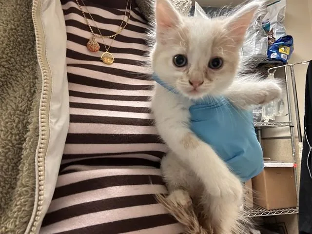 A baby small-sized female Domestic Short Hair cat named Mike for adoption in Riverside, CA